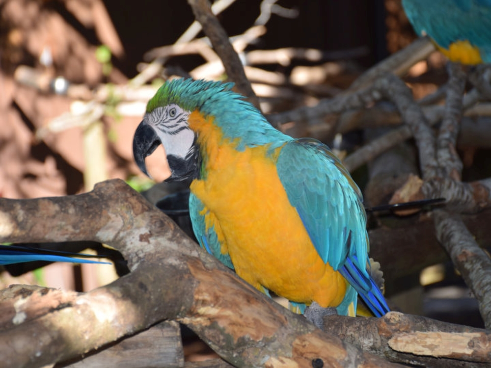 gatorland blue gold macaw