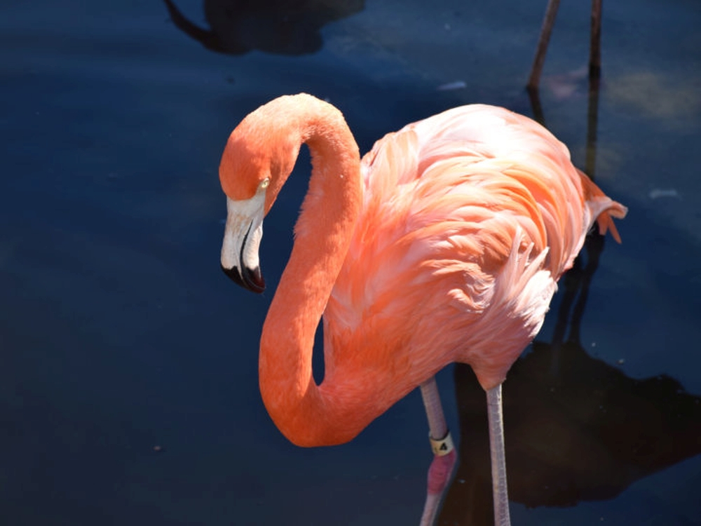 gatorland pink flamingo