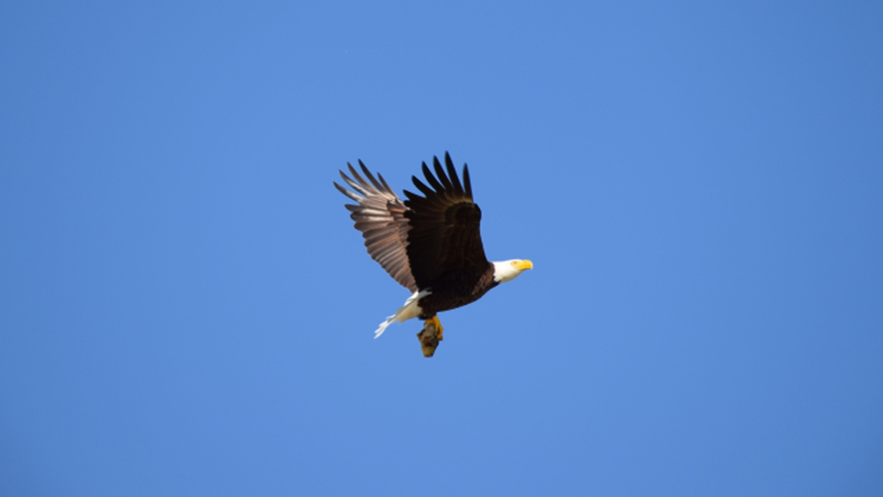 bald eagle turns away from me